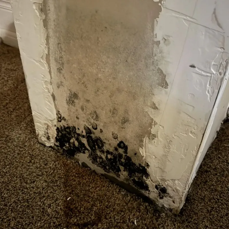 Professional Mold Removal in Broadus, MT